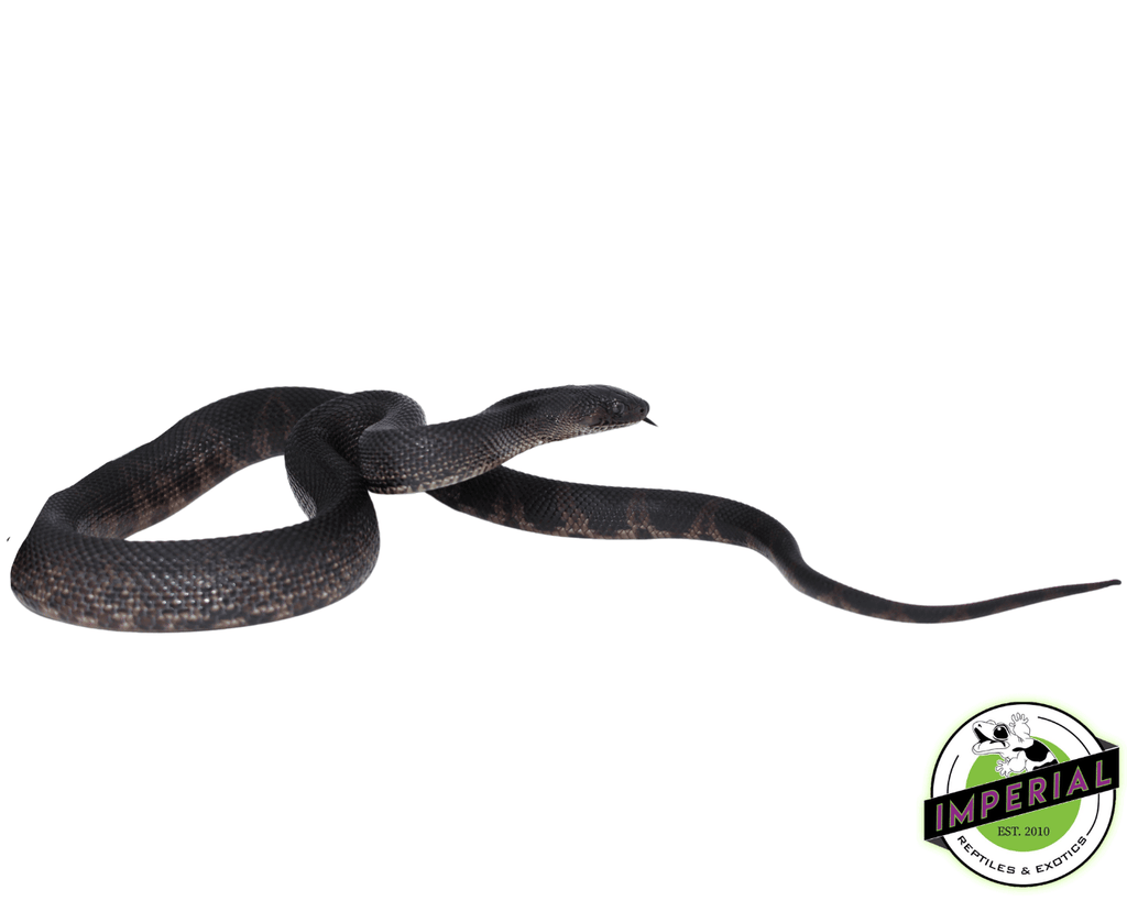 Black Pine Snake For Sale Imperial Reptiles – IMPERIAL