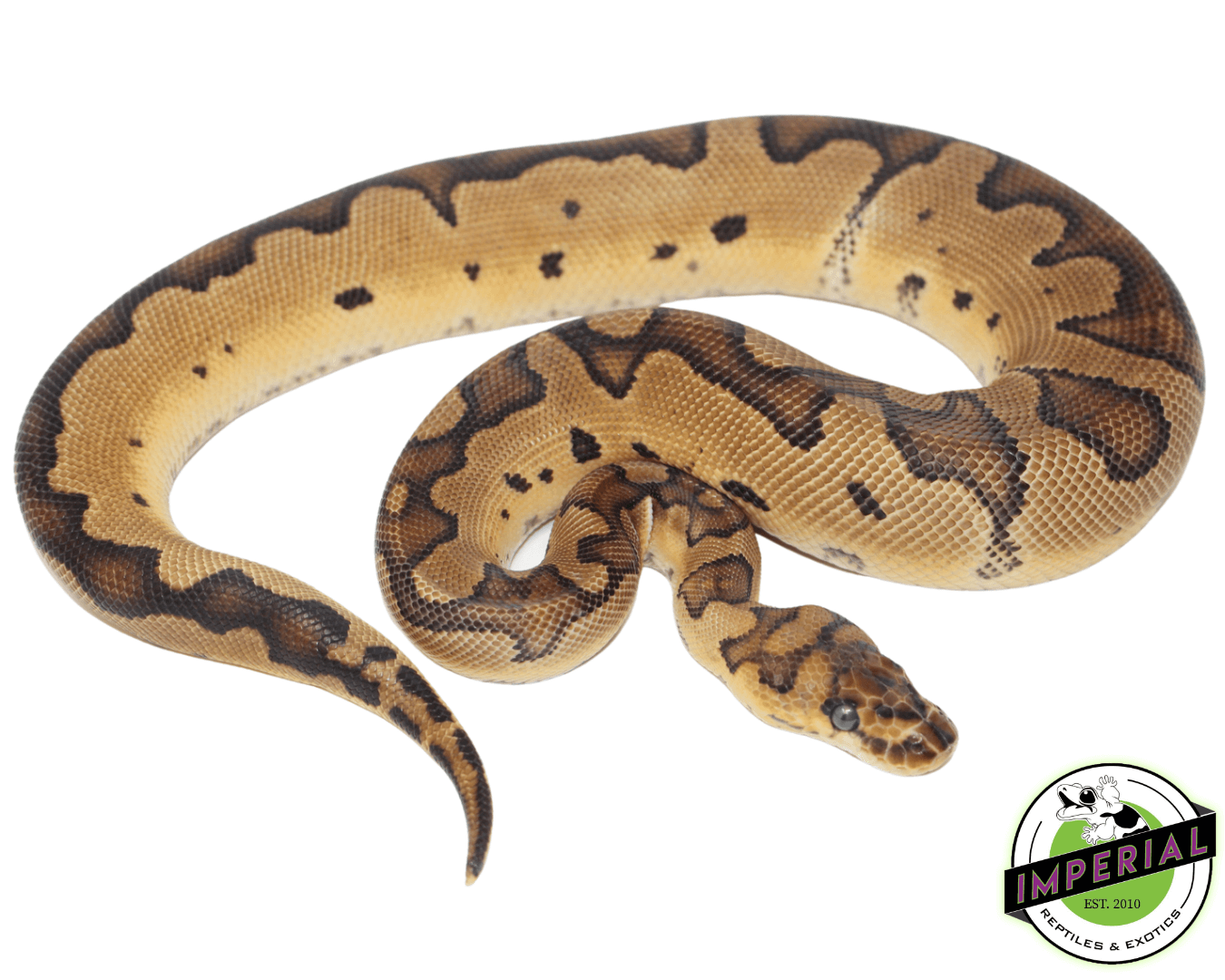 Blade Clown Ball Python For Sale - Imperial Reptiles – IMPERIAL ...