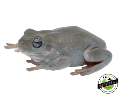 whites tree frog for sale, buy amphibians online