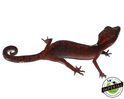 borneo cat gecko for sale, buy reptiles online
