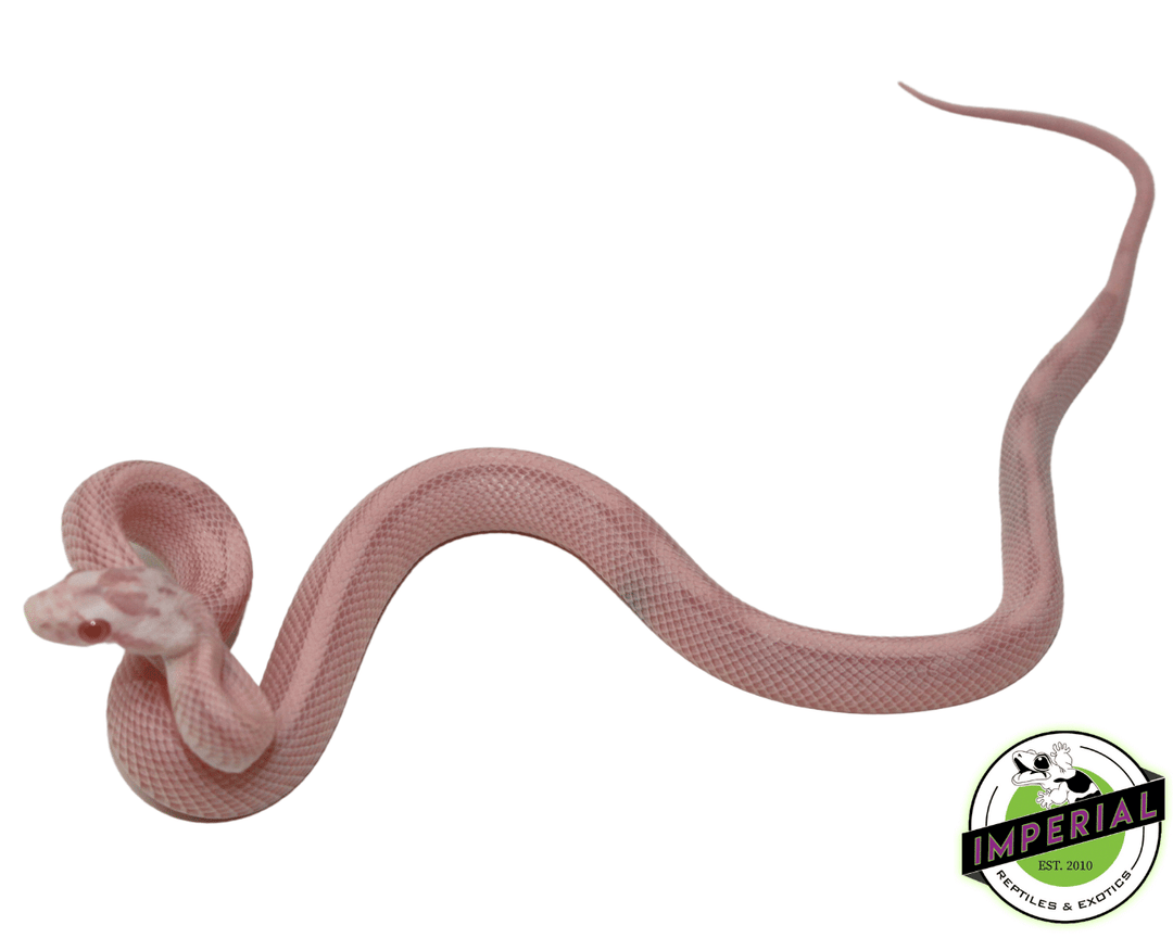 bubblegum-snow-stripe-corn-