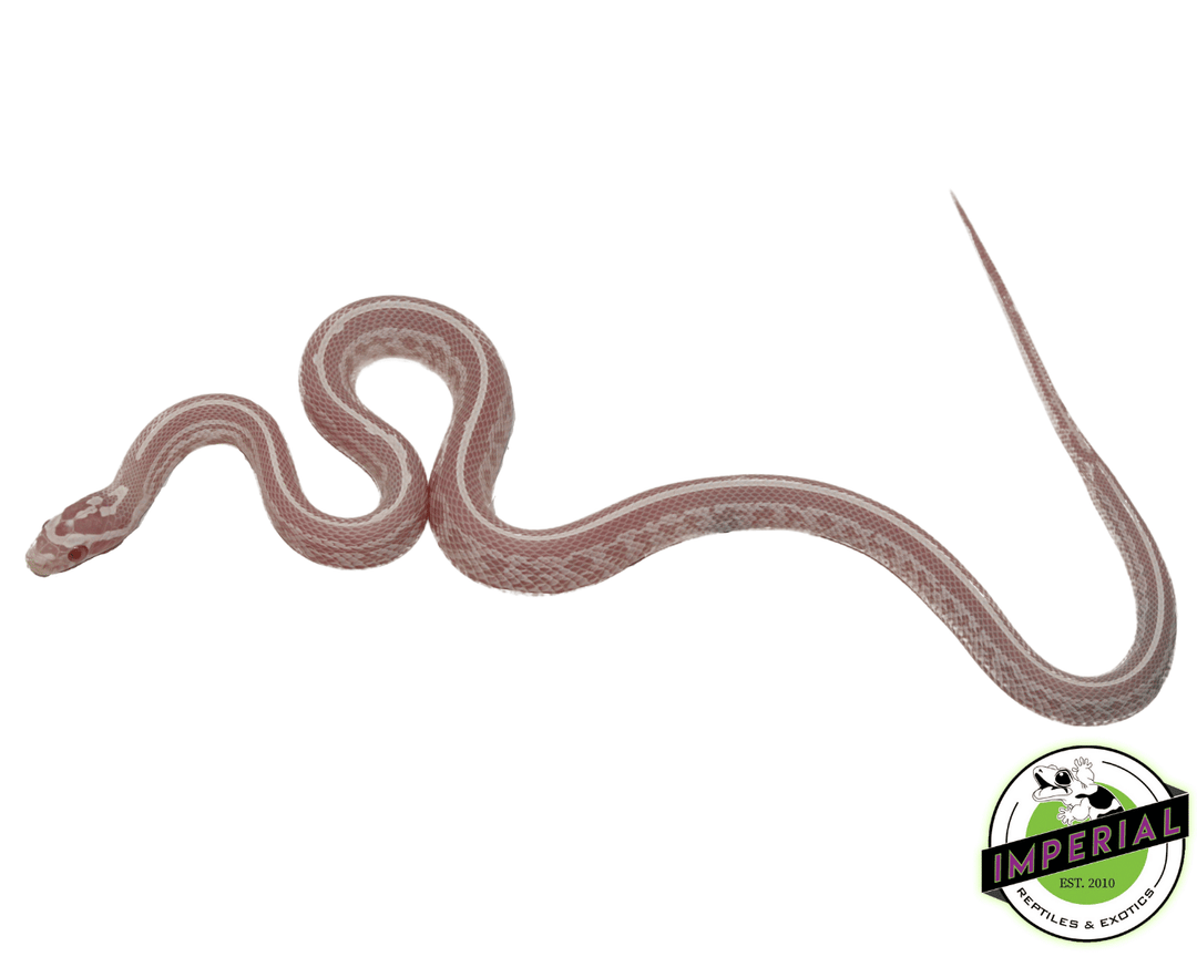 bubblegum-snow-tessera-corn-