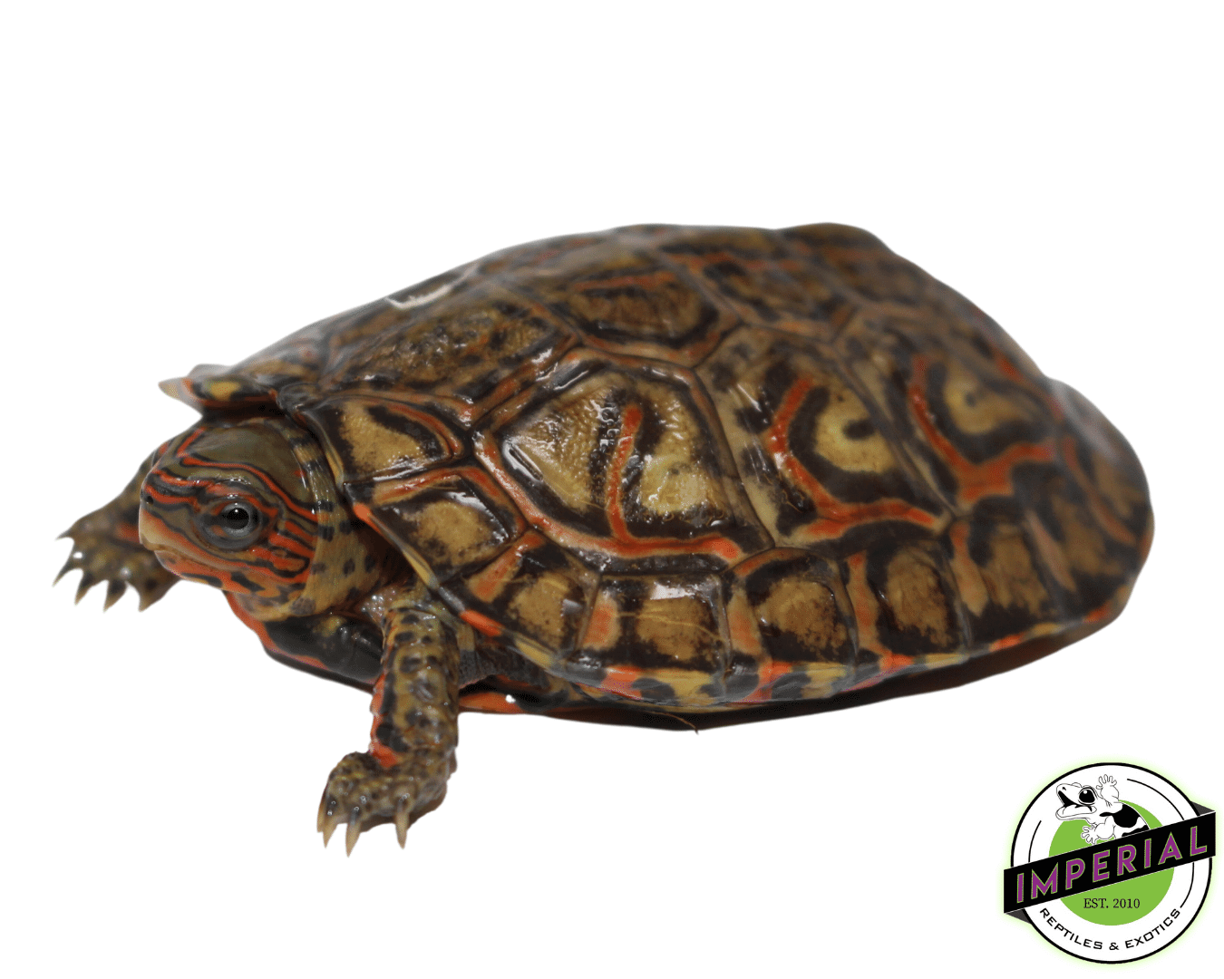 Central American Wood Turtle For Sale Imperial Reptiles IMPERIAL Central american wood turtle for sale imperial reptiles imperial