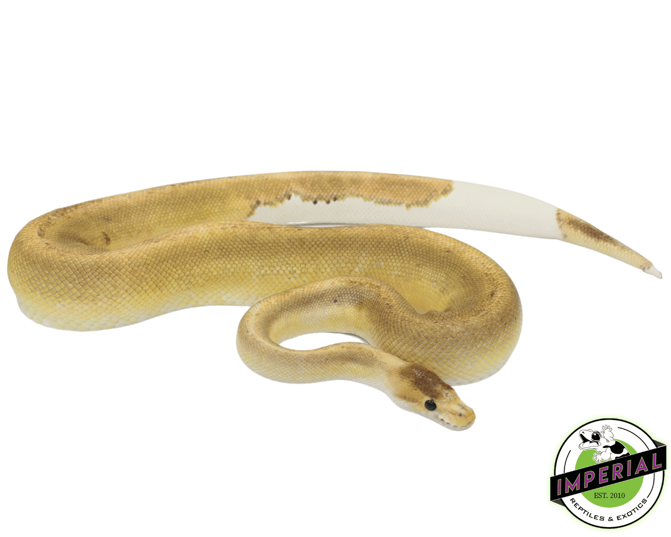 champagne cinnamon ball python for sale, buy reptiles online