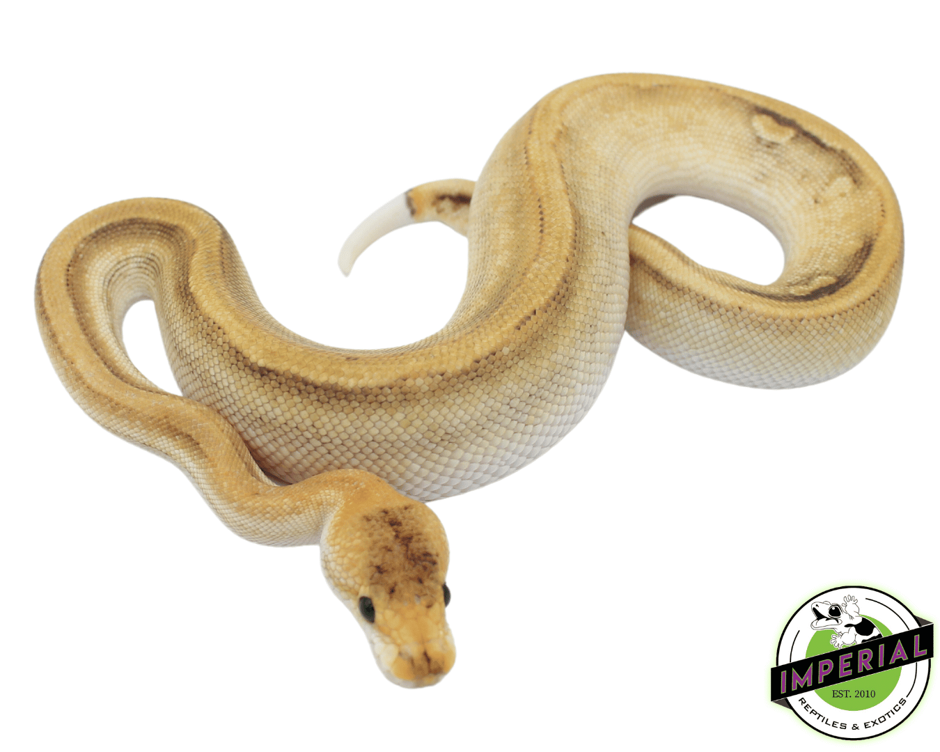 Ffiremon Ball Python What Is A Fire Ball Python