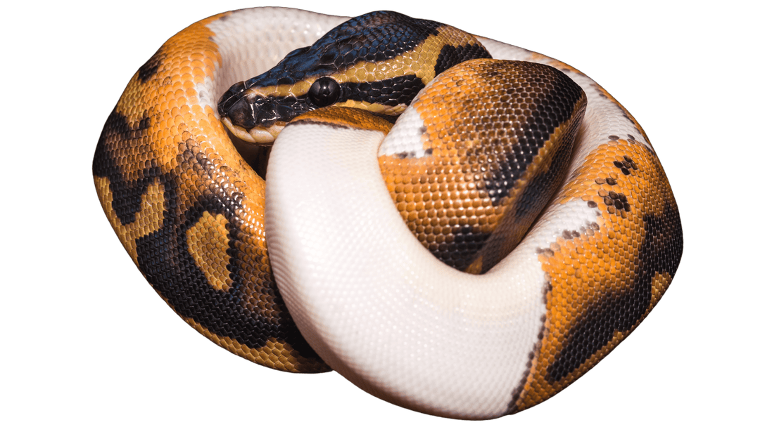 Imperial Reptiles Exotics IMPERIAL REPTILES EXOTICS