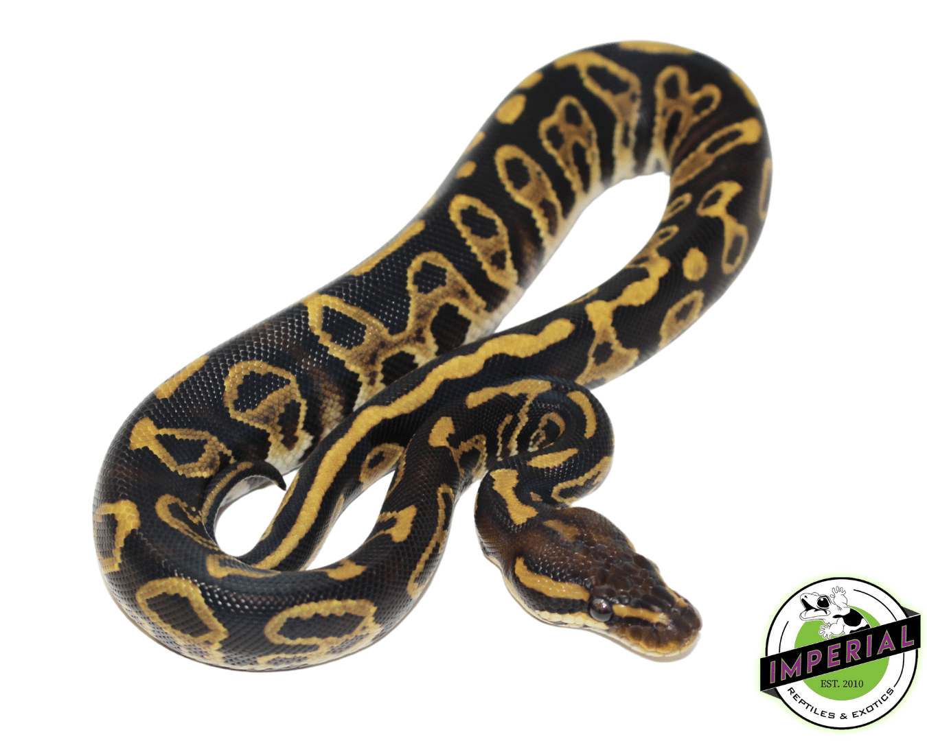 Ball Python For Sale Imperial Reptiles – IMPERIAL REPTILES EXOTICS