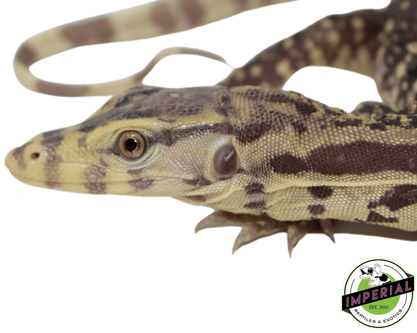 t+ albino water monitor lizard for sale, buy reptiles online