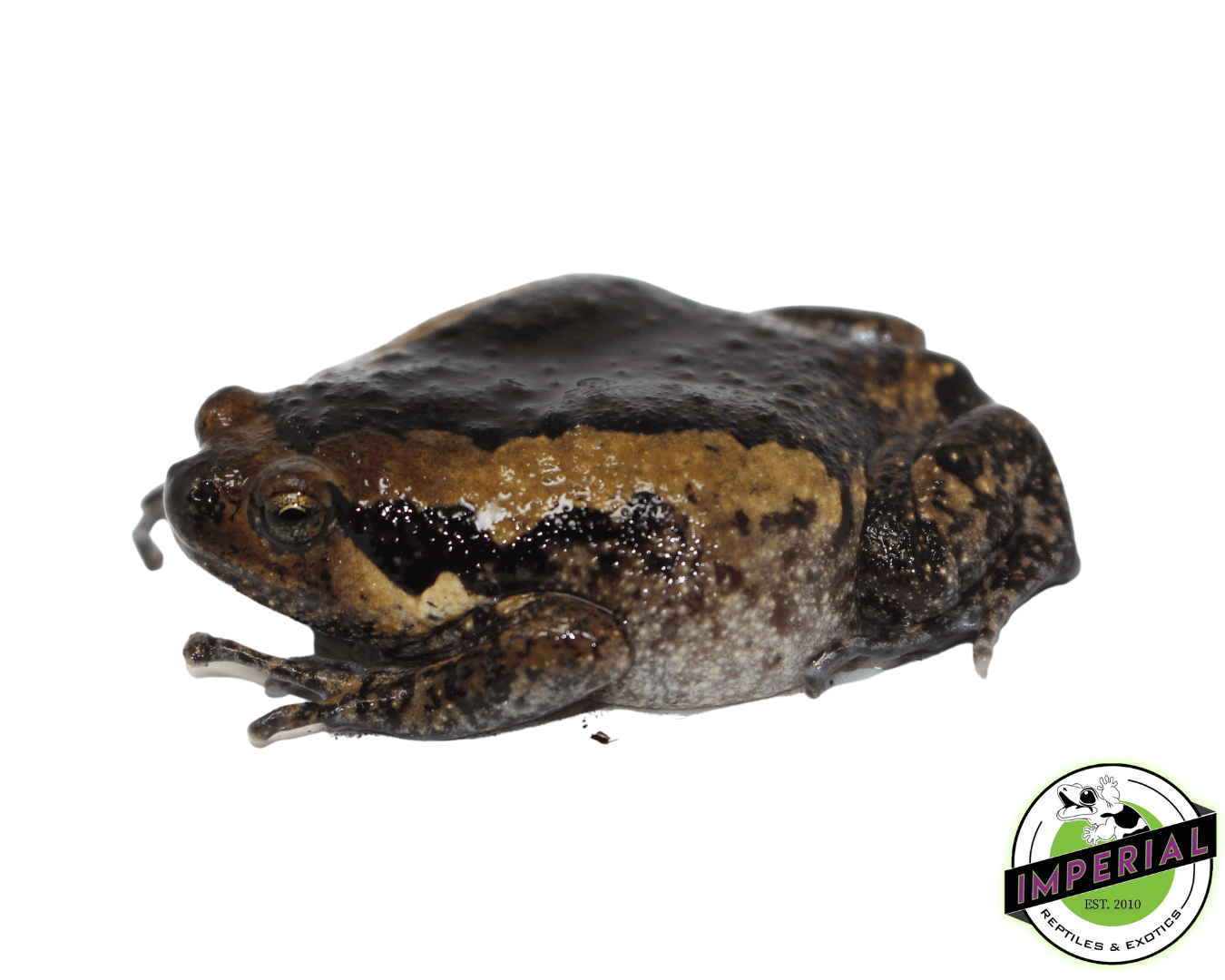 Chubby Frog For Sale Imperial Reptiles IMPERIAL REPTILES & EXOTICS