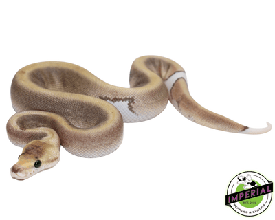 Cinnamon Champagne ball python for sale, buy reptiles online