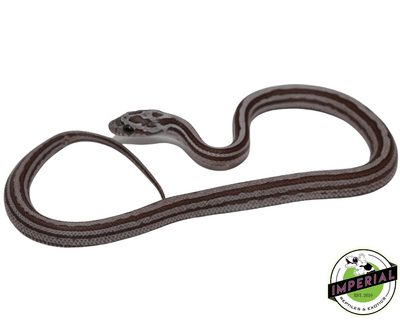 Cinder Motley Tessera corn snake for sale, buy reptiles online
