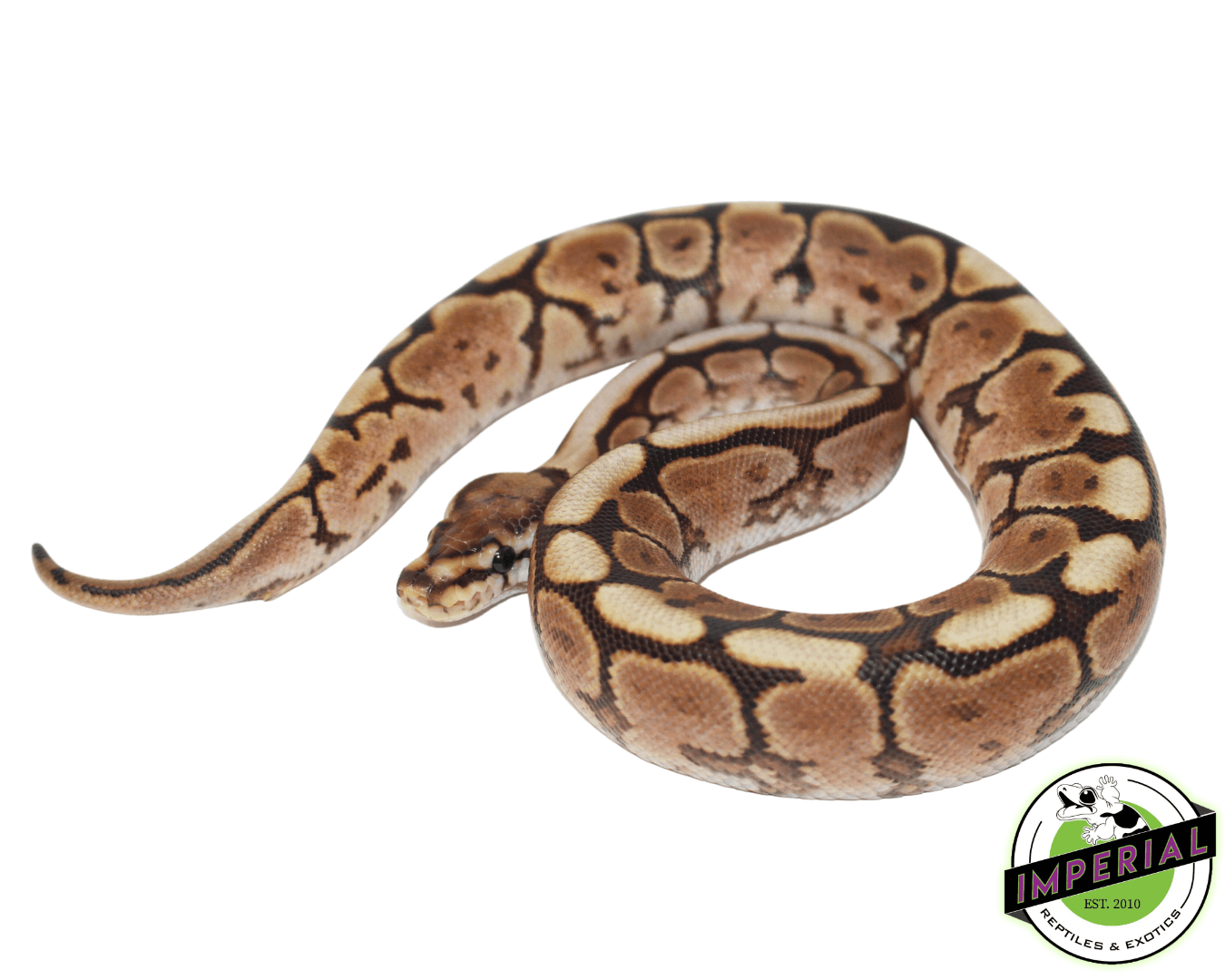 Cinnabee Yellowbelly Ball Python For Sale - Imperial Reptiles ...