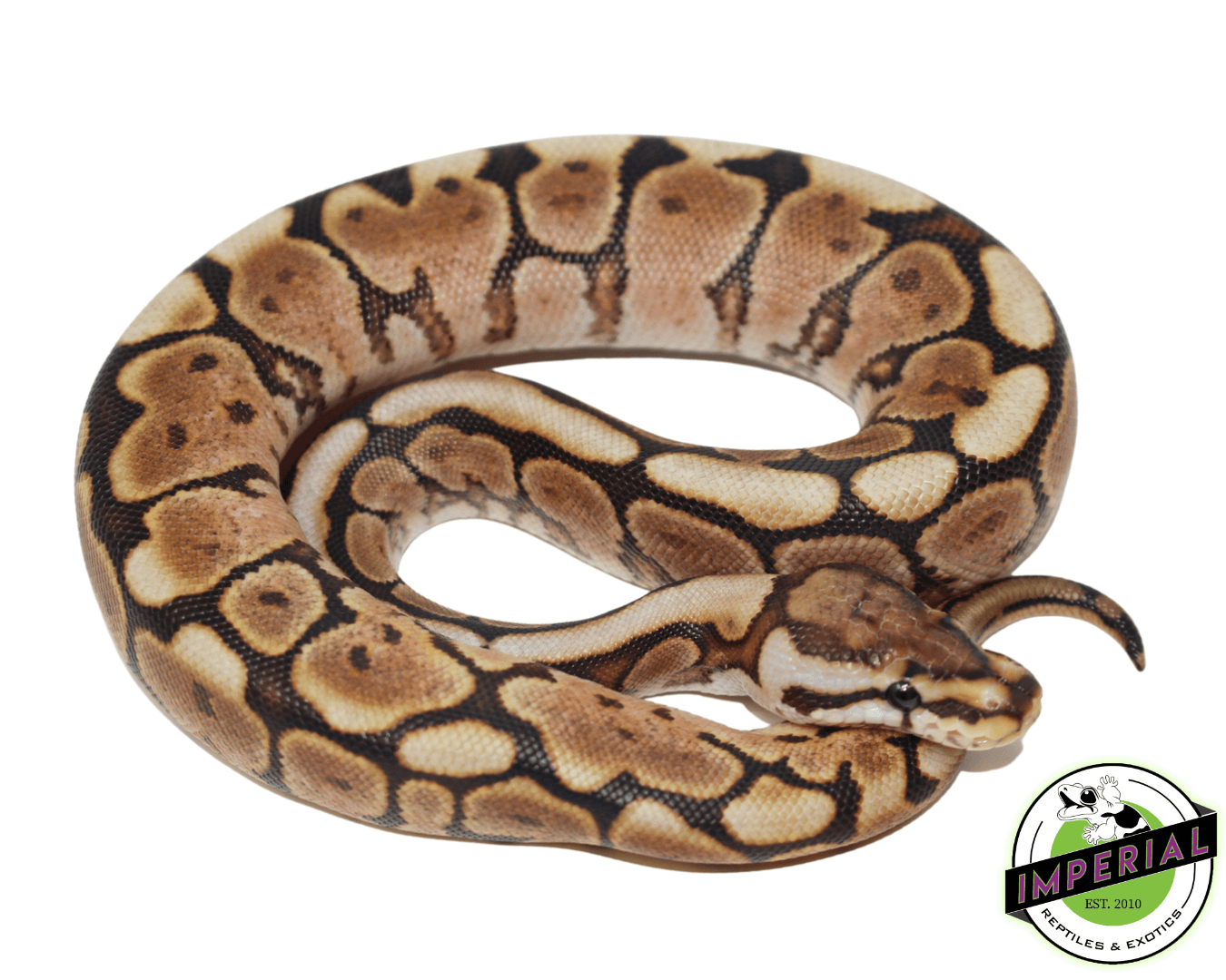 Cinnabee Yellowbelly Ball Python For Sale - Imperial Reptiles ...