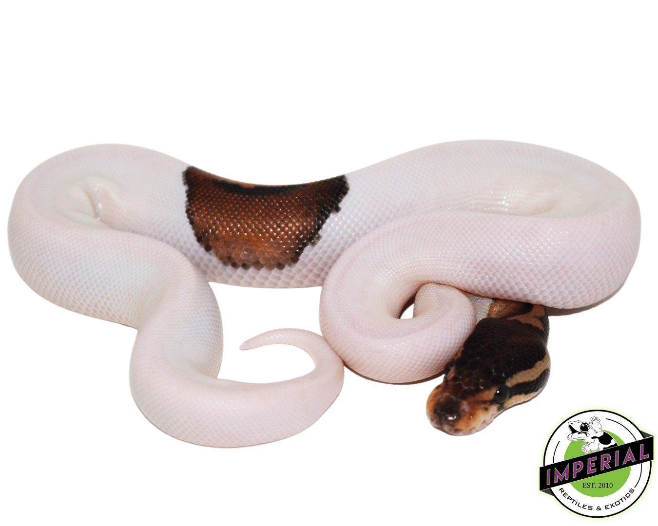 Cinnamon Pied Ball Python For Sale - Imperial Reptiles – IMPERIAL ...