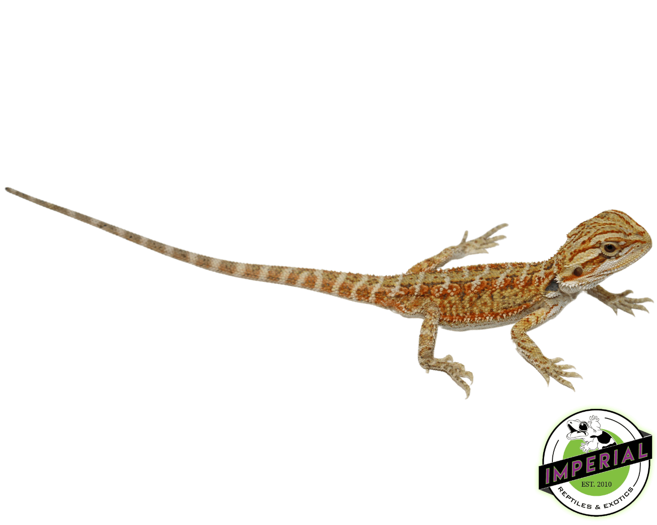 bearded dragon for sale, buy reptiles online