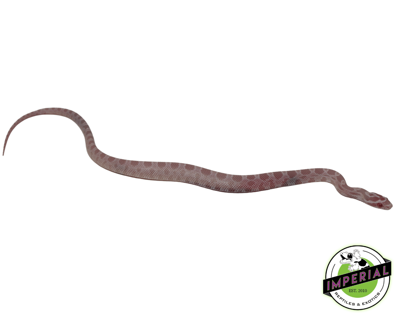 https://imperialreptiles.com/cdn/shop/files/coral-pink-corn-snake-for-sale_1400x.png?v=1685313845