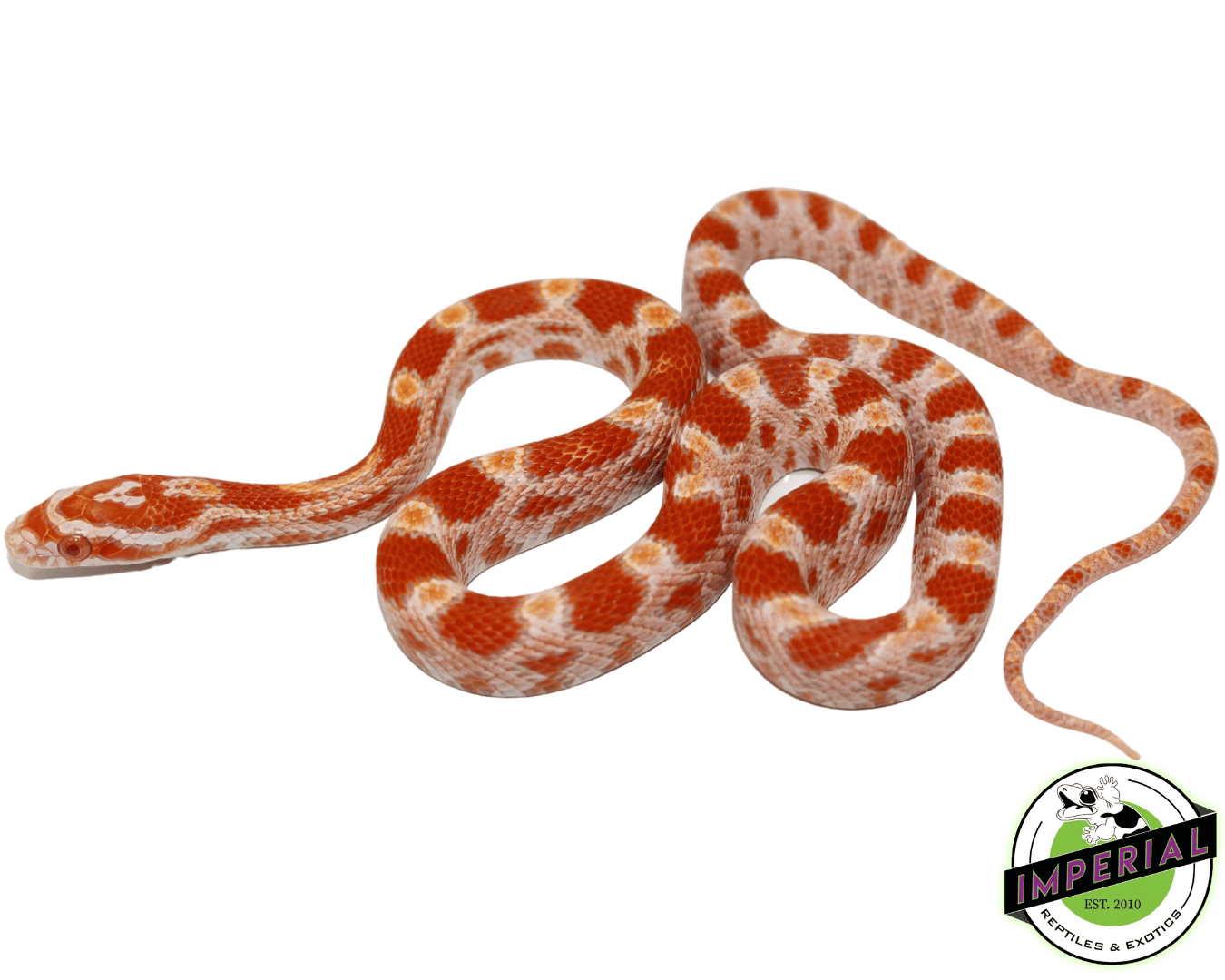 Orchid Corn Snake
