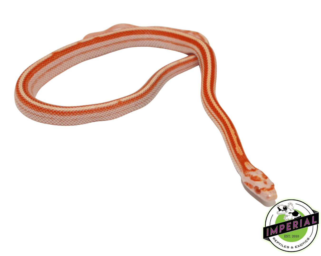 Creamsicle Tessera corn snake for sale, buy reptiles online