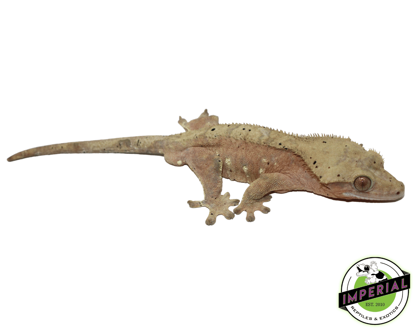 Pink & Yellow BiColor Crested Gecko For Sale Imperial Reptiles
