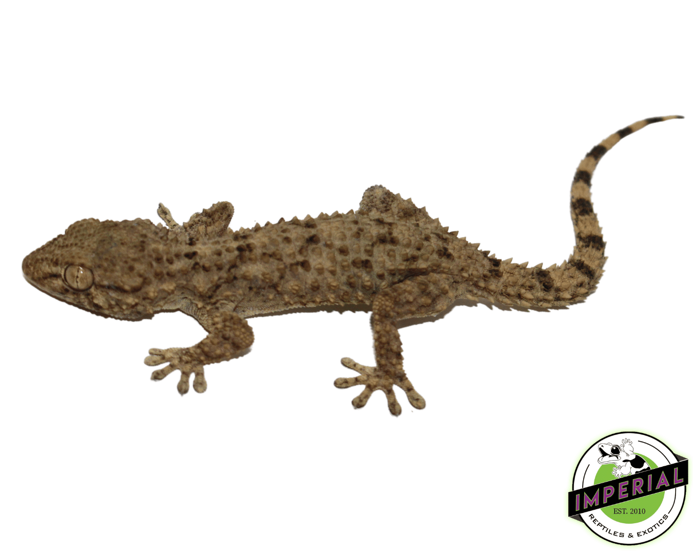 Crocodile Gecko For Sale Imperial Reptiles IMPERIAL REPTILES & EXOTICS