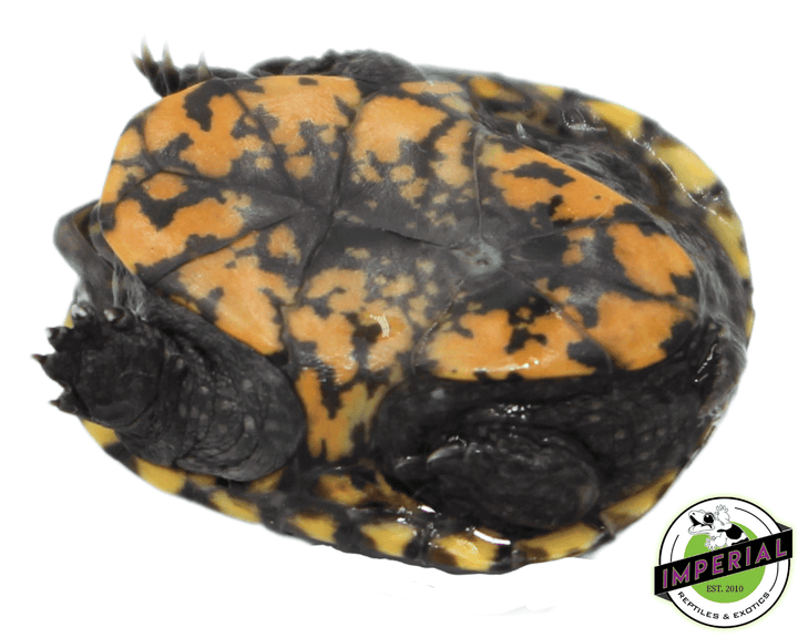 eastern-mud-turtles-for-