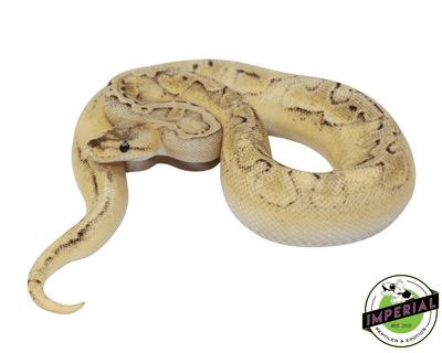 Champagne Enchi ball python for sale, buy reptiles online