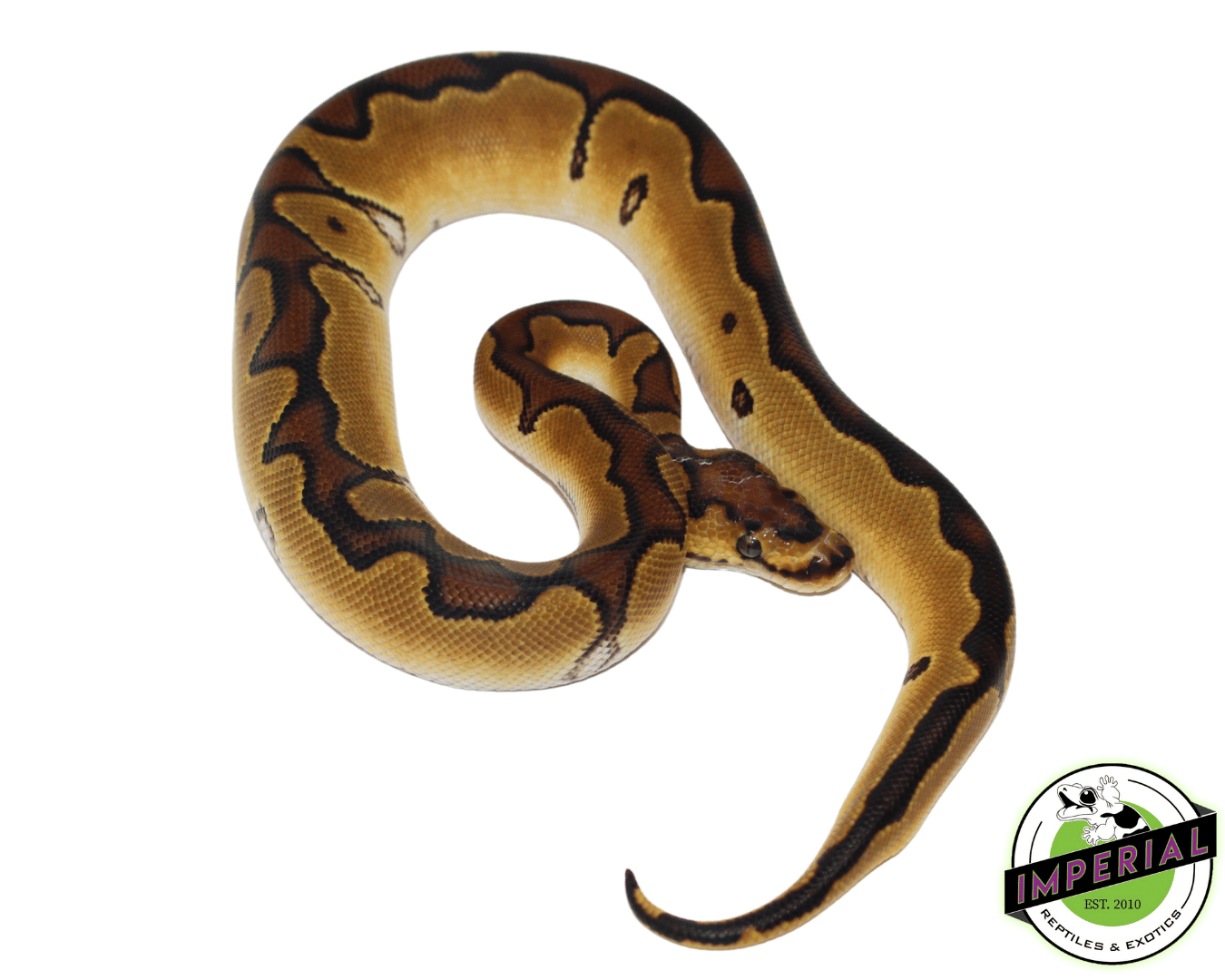 Ball Python For Sale - Imperial Reptiles – IMPERIAL REPTILES & EXOTICS