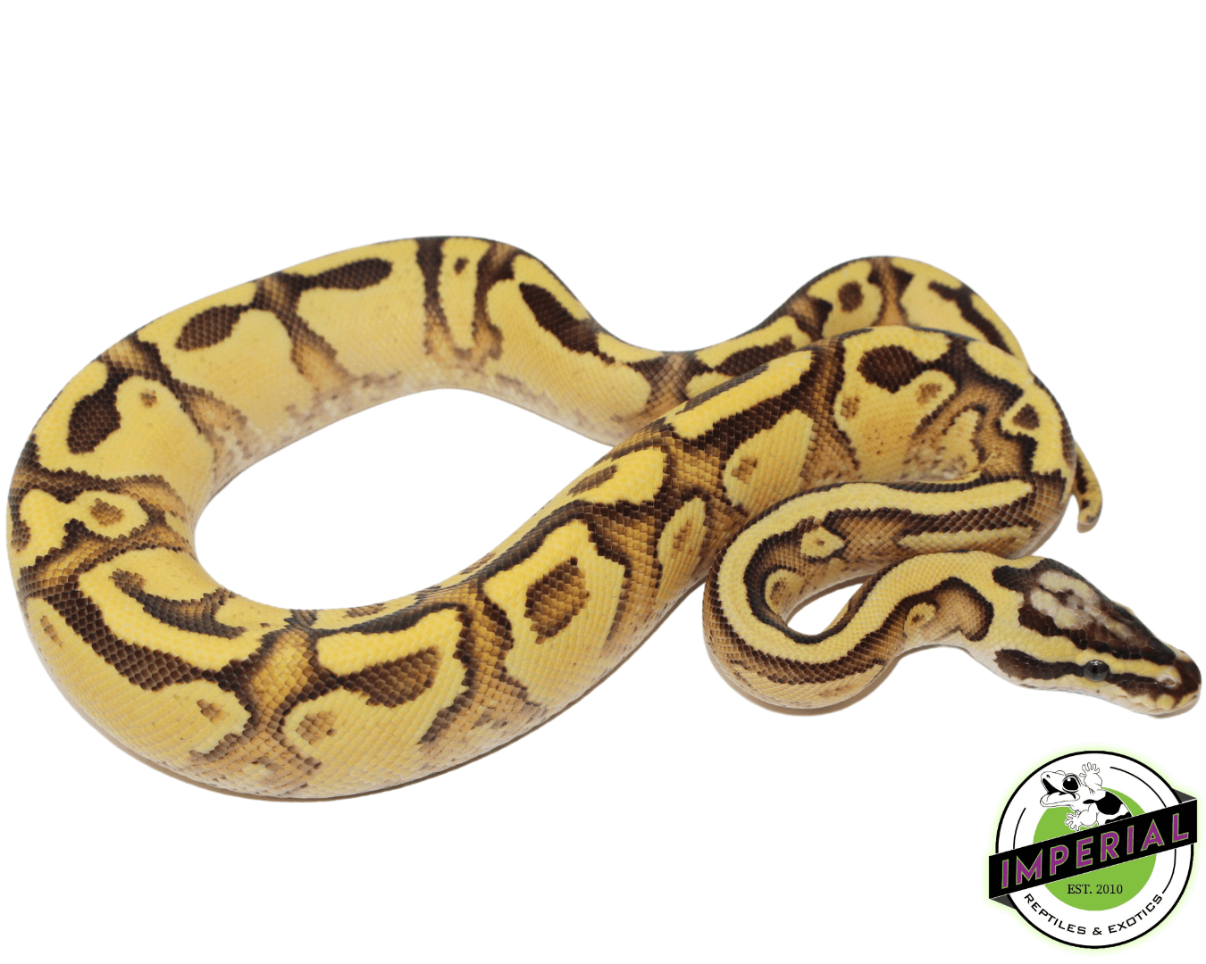 Firefly Enchi Yellowbelly ball python for sale, buy reptiles online