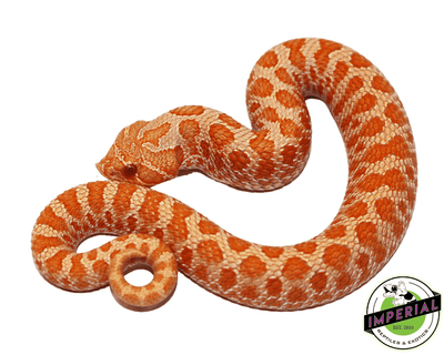 western hognose snake for sale, buy reptiles online