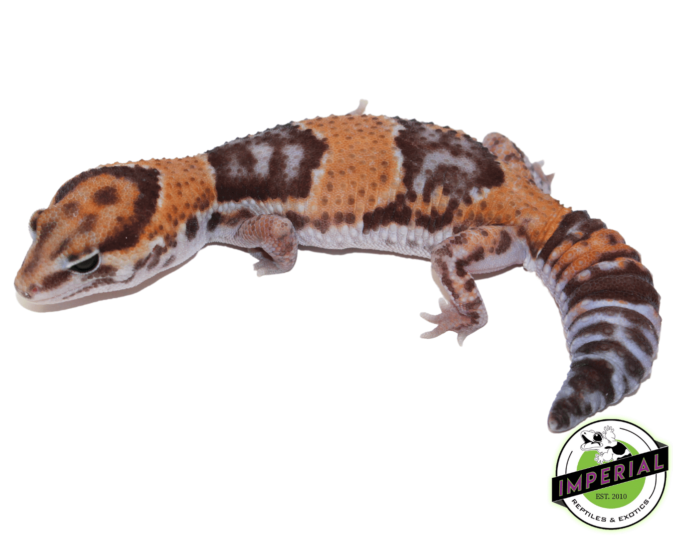 Tangerine African Fat Tail Gecko For Sale - Imperial Reptiles