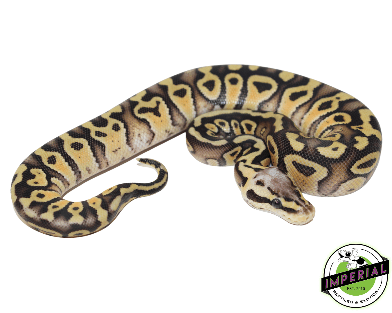 Firefly Gravel ball python for sale, buy reptiles online