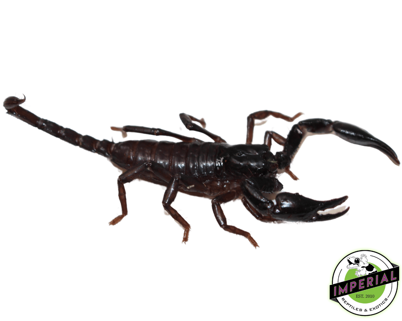 buy scorpions online at cheap prices