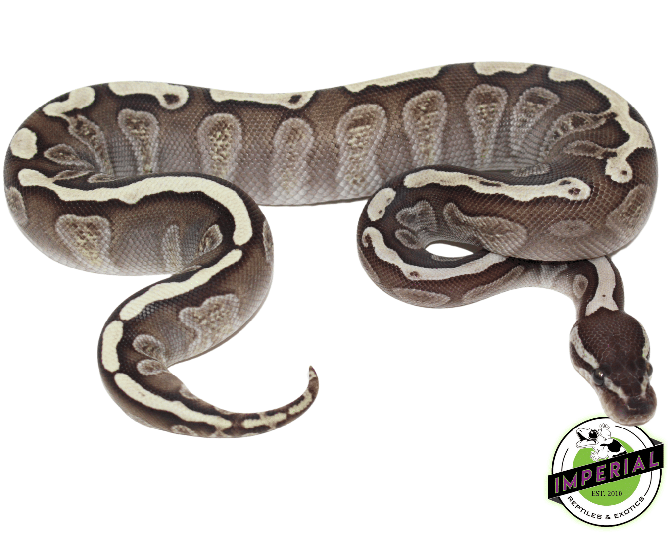 Ball Python For Sale - Imperial Reptiles – IMPERIAL REPTILES & EXOTICS