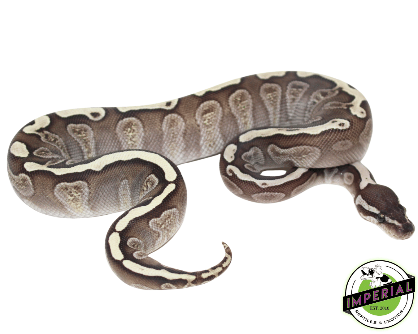 8 Ft Ball Python Ball Python For Sale - Imperial Reptiles – IMPERIAL REPTILES & EXOTICS