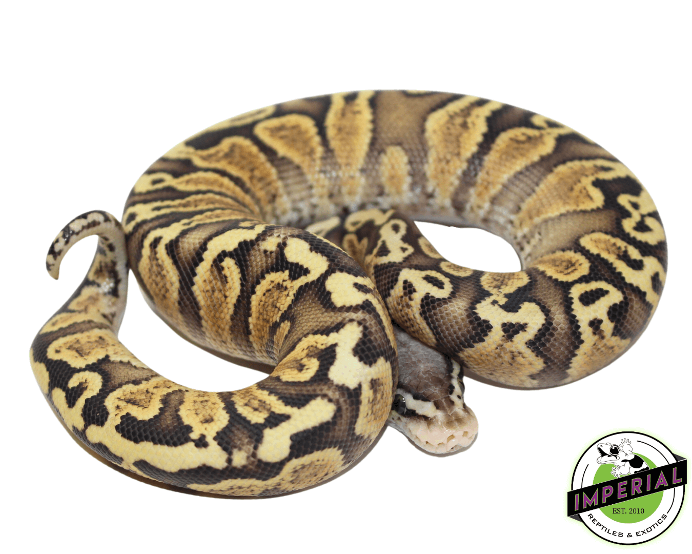 Shake Ball Python GHI Pastel Spark Ball Python For Sale - Imperial Reptiles – IMPERIAL ...