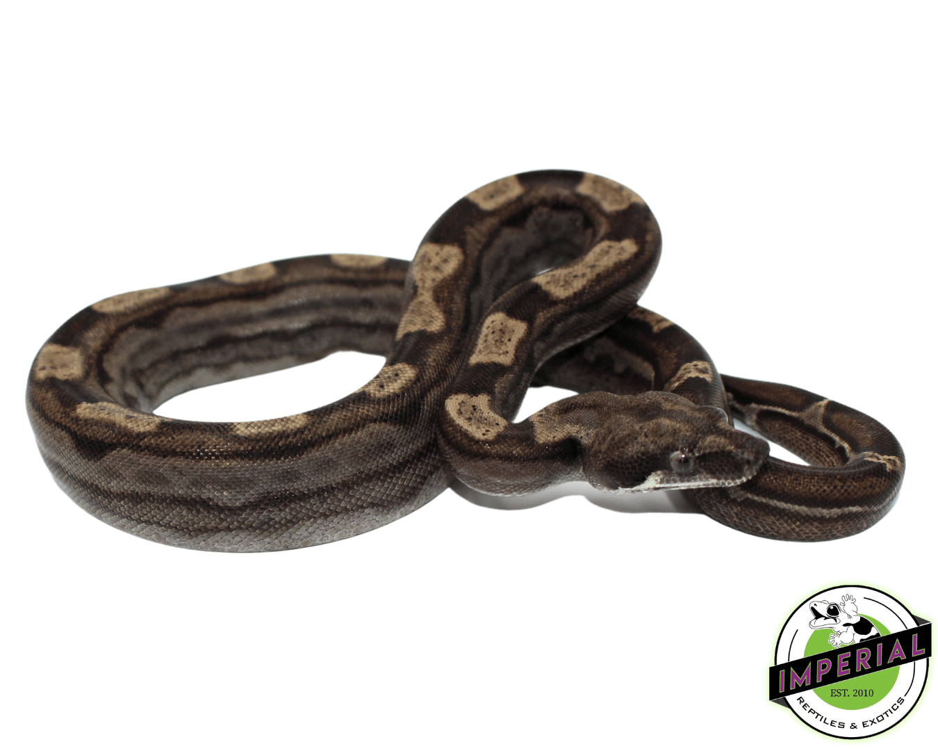 Ghost (Type 2) Motley Colombian Boa Baby Female (#8323-01)