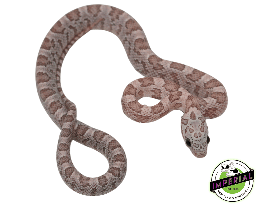 ghost-sunkiss-corn-snake-for-