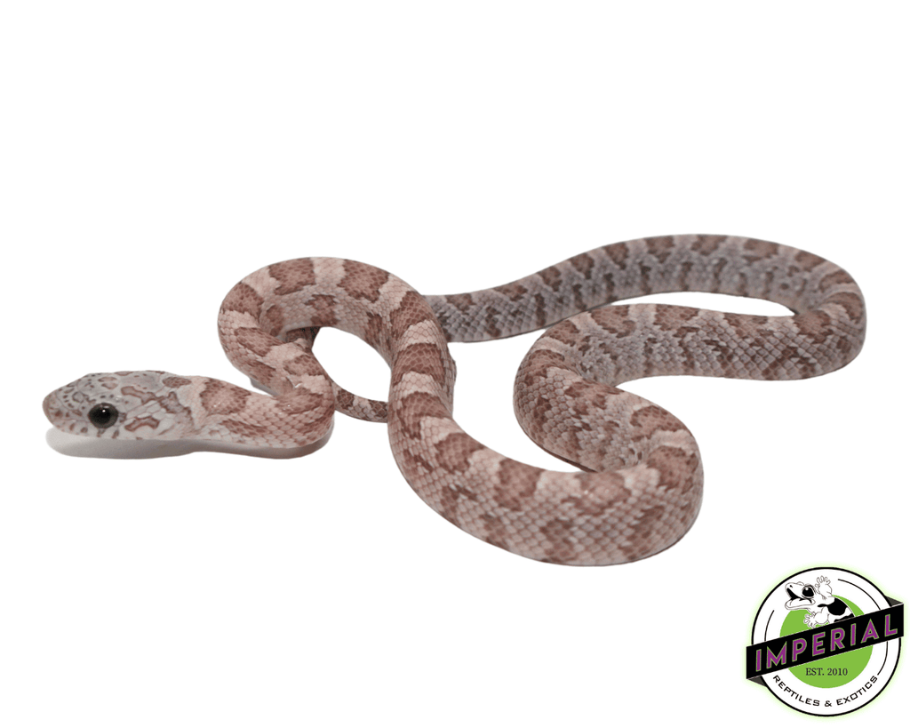 ghost-sunkiss-corn-snakes-for-
