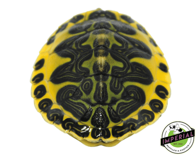 golden flame Red Belly cooter turtle for sale, buy reptiles online