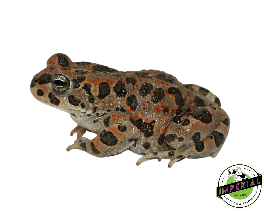 ★Toad★ green-toad-for-sale_1080x.png?