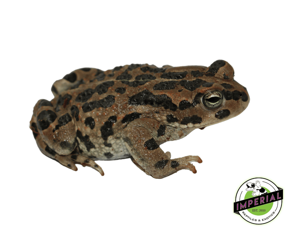 ★Toad★ green-toads-for-sale_1080x.png