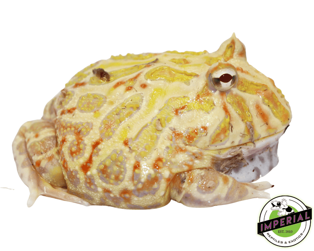 het-white-pacman-frogs-for-