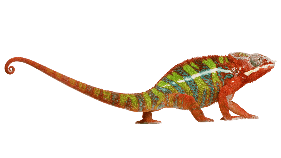 Imperial Reptiles Exotics IMPERIAL REPTILES EXOTICS