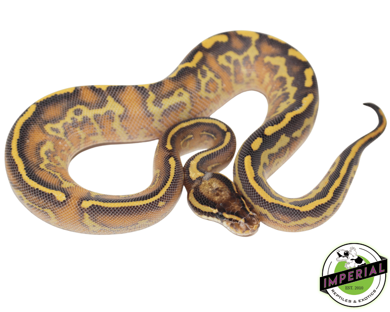 Ball Python For Sale - Imperial Reptiles – IMPERIAL REPTILES & EXOTICS