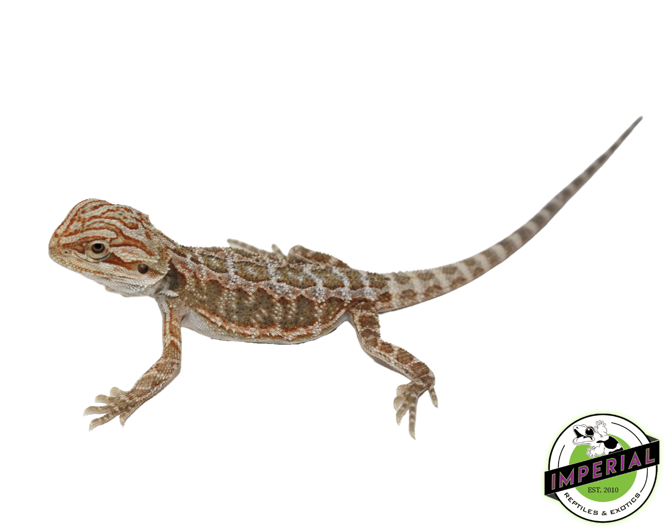 Bearded Dragon Online Reptile Pet Store Bearded Dragons, Pogona