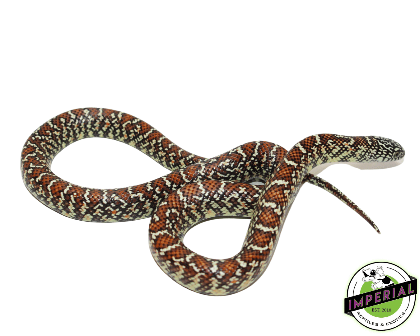 kingsnake for sale online at cheap prices, buy king snakes near me