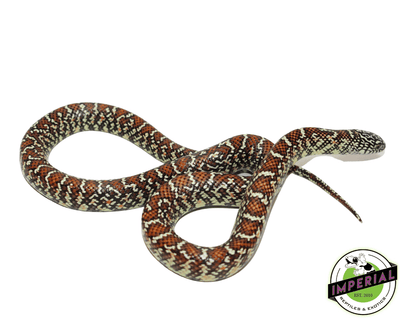 kingsnake for sale online at cheap prices, buy king snakes near me