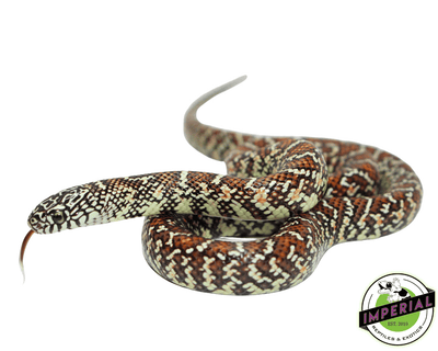 kingsnake for sale online at cheap prices, buy king snakes near me