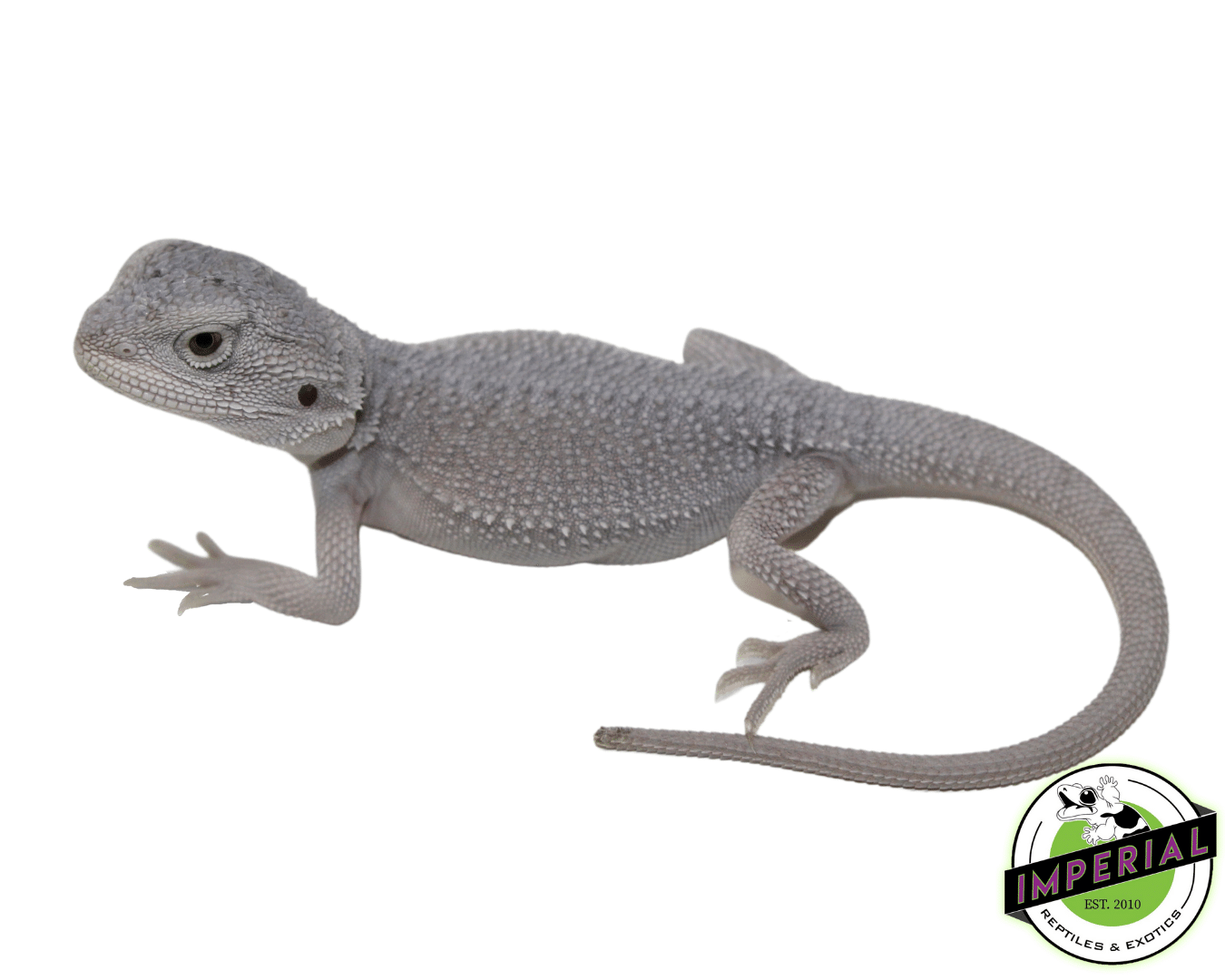 Hypo Zero Bearded Dragon Baby (6152308) IMPERIAL REPTILES & EXOTICS