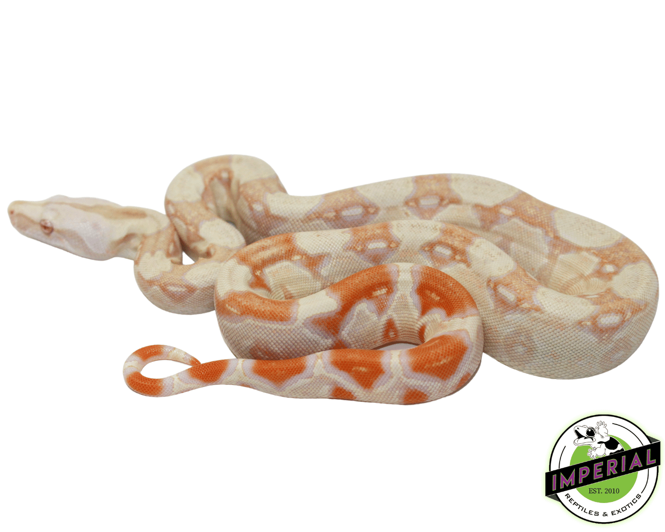 803 Albino Boa Constrictor Images, Stock Photos, 3D objects